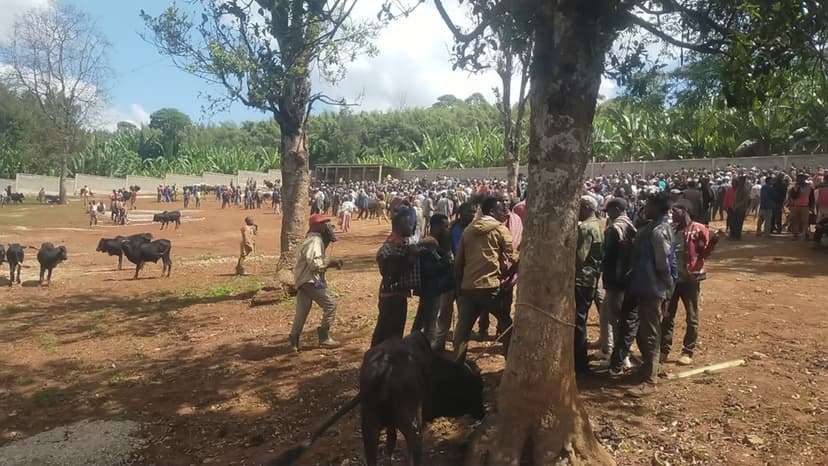 የጨለለቅቱ ከተማ የቁም እንስሳት ገበያ ማዕከል