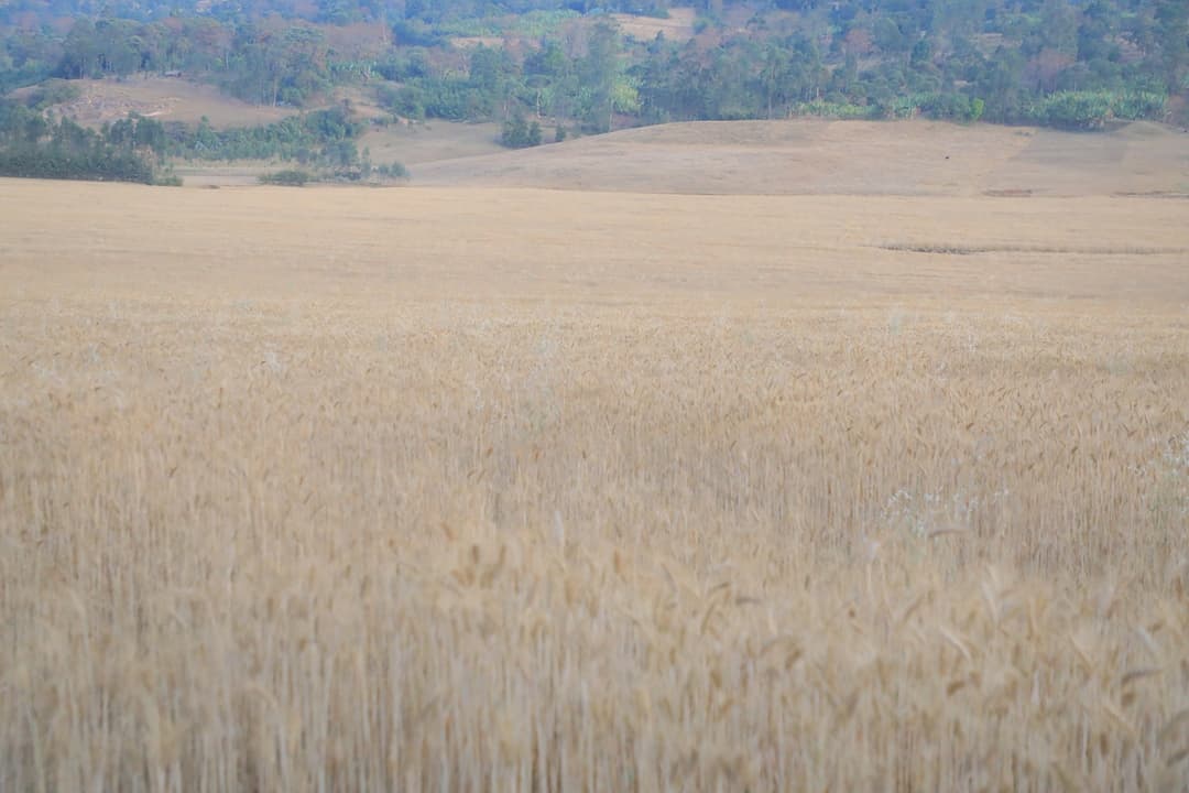 የእርሻ ፕሮጀክት 5